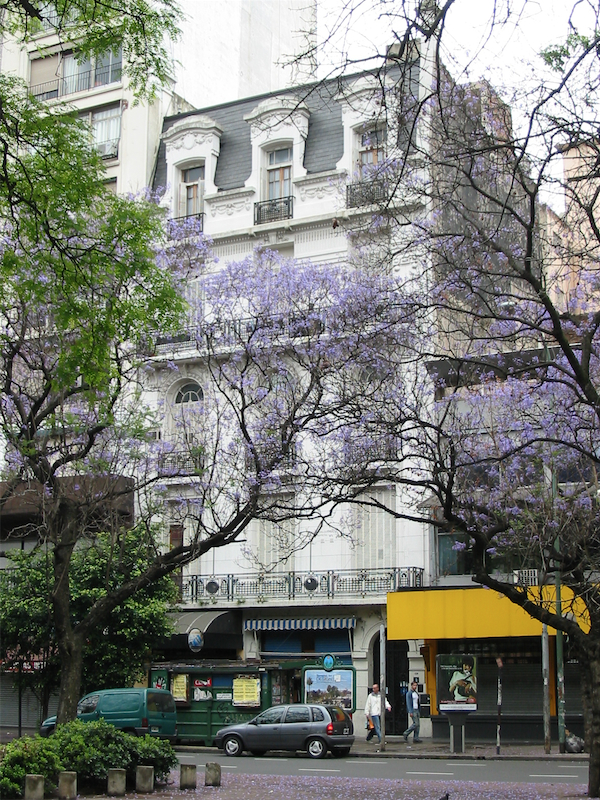 Jacaranda 