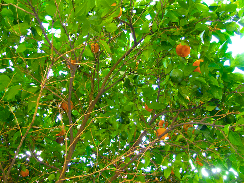 orange tree