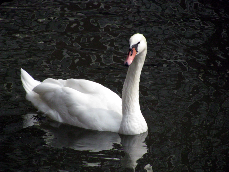 Swan